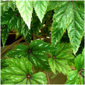 begonia_wollnyi