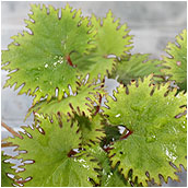 begonia_lyalli