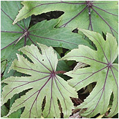 begonia_pedatifida