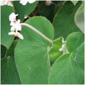 begonia_tomentosa