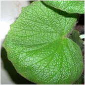 <begonia_acida>