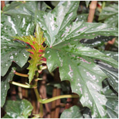 <begonia_aconitifolia>