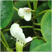 begonia_ampla