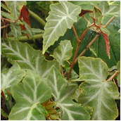 begonia_angulata'grey fether'