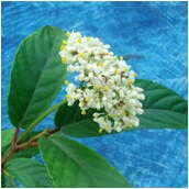 begonia_arborescens