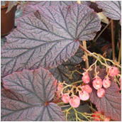 begonia_arthur mallett