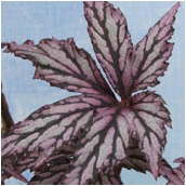 begonia_benitochiba