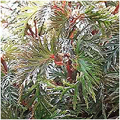 begonia bipinnatifida