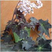 begonia_'black velvet'