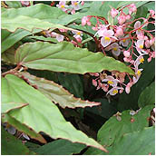 begonia_boisiana