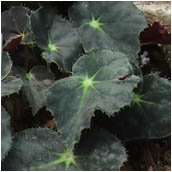 bowerae migramma