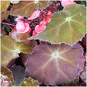 bowerae rubra