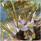 begonia_burkillii