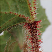 begonia'cachuma'