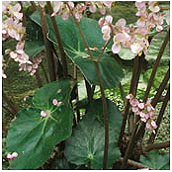 begonia cardiocarpa