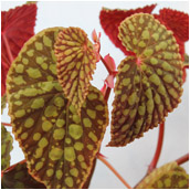begonia_chlorosticta