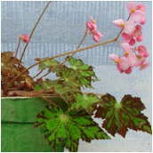 begonia'kleopatra'