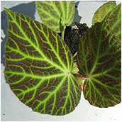 begonia_chloroneura