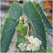 begonia coccinea speciosa