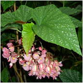 begonia comte de lesseps