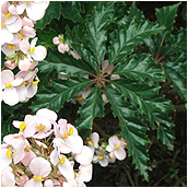 begonia_carolineifolia