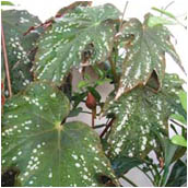 begonia_deliciosa