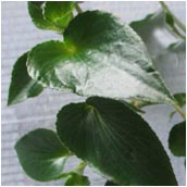 begonia_descoleana