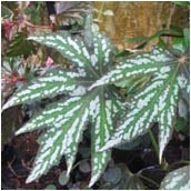 begonia_diadema