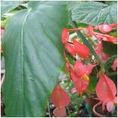 begonia_dichroa