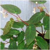 begonia_dietrichiana