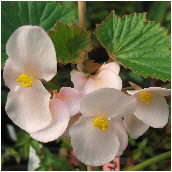 begonia_dipetala