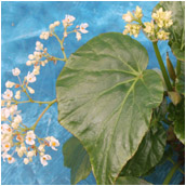 begonia_diptera