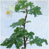 begonia dregeii sheperdii