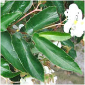 begonia_echinosepala