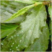 begonia_edmundoiii
