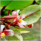 begonia_eleagnifolia