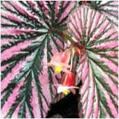 begonia-exotica, begonia_brevirimosa