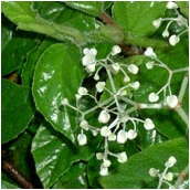 begonia_fagifolia