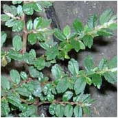 begonia_foliosa