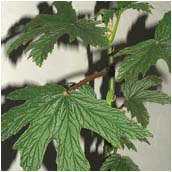 begonia_gardneri