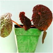 begonia_gehrtii