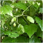 begonia_glabra
