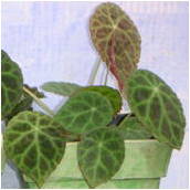 begonia_goegoensis