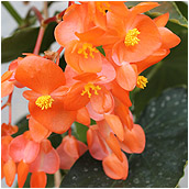 begonia'golden twilight'