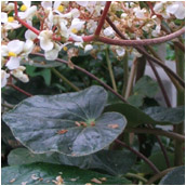 begonia_grisea