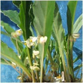 begonia_herbacea