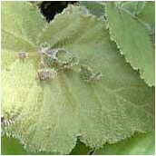 begonia_hispida cuculifera