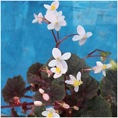 begonia_hoehneana