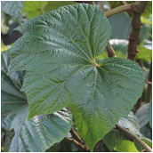 begonia_huegelii
