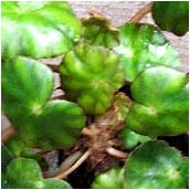 begonia_hydrocotylifolia